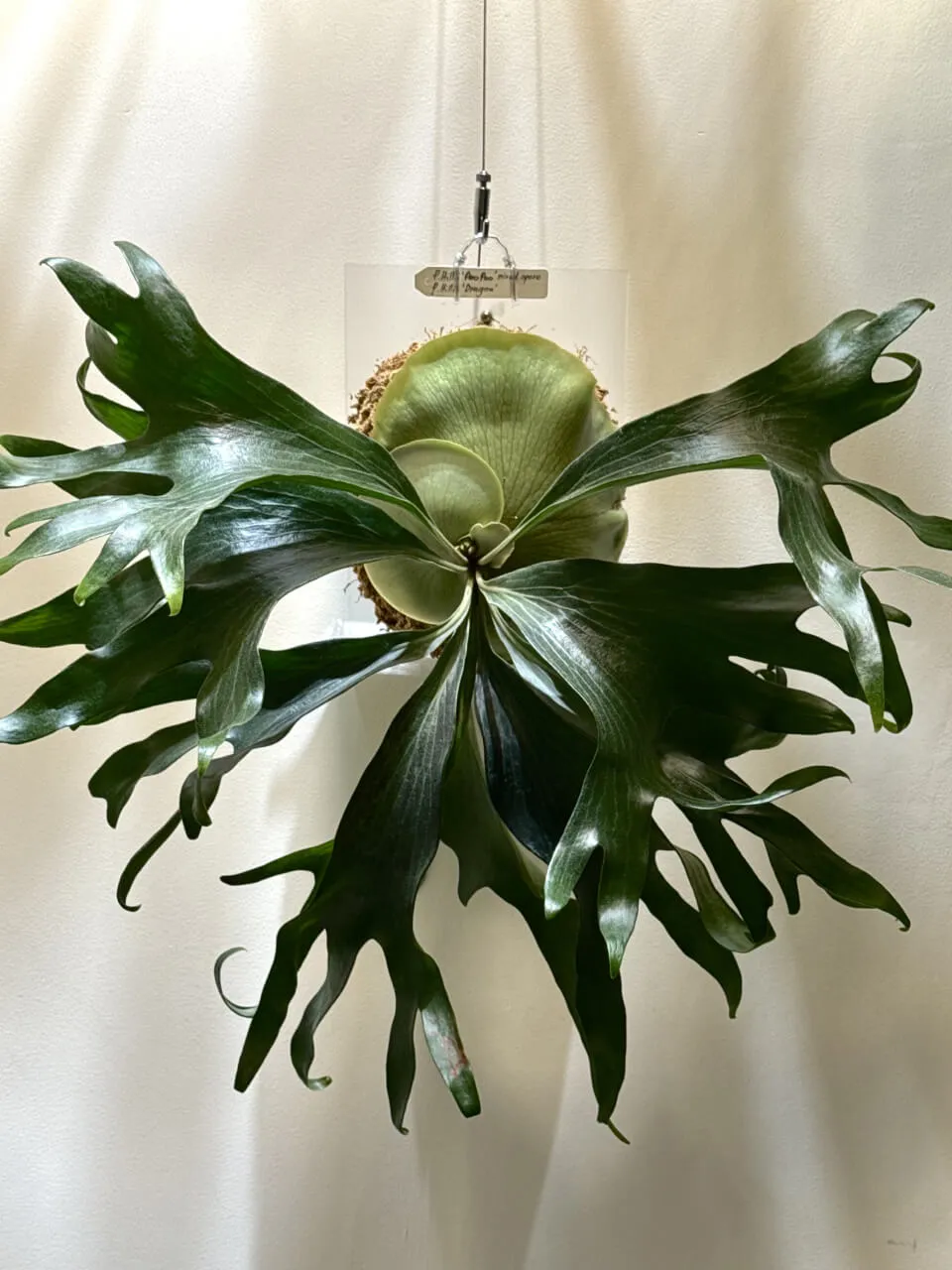 Staghorn fern from Kaifun Fern
