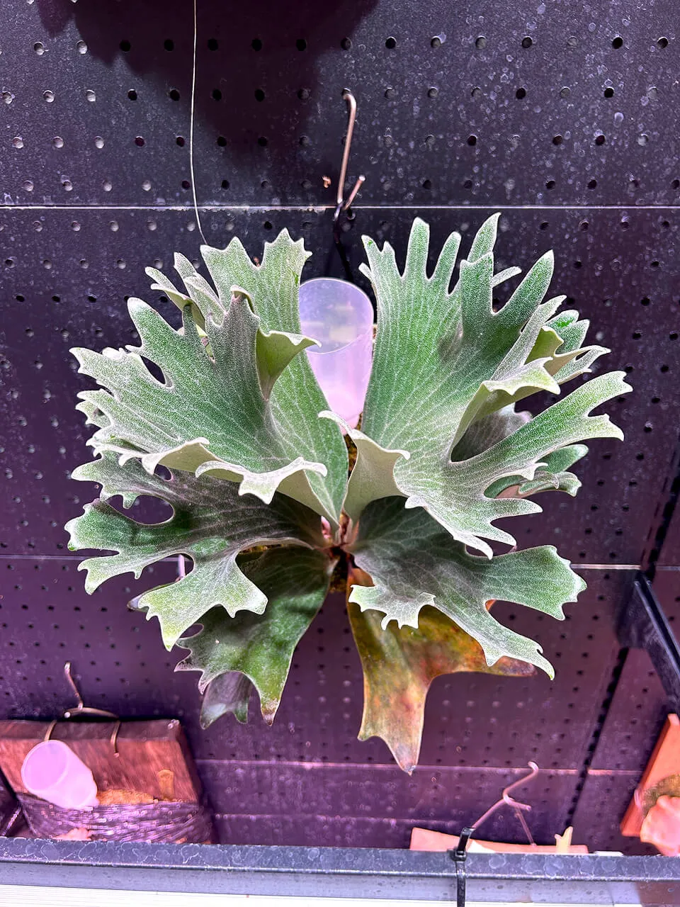 Staghorn fern from Jiye