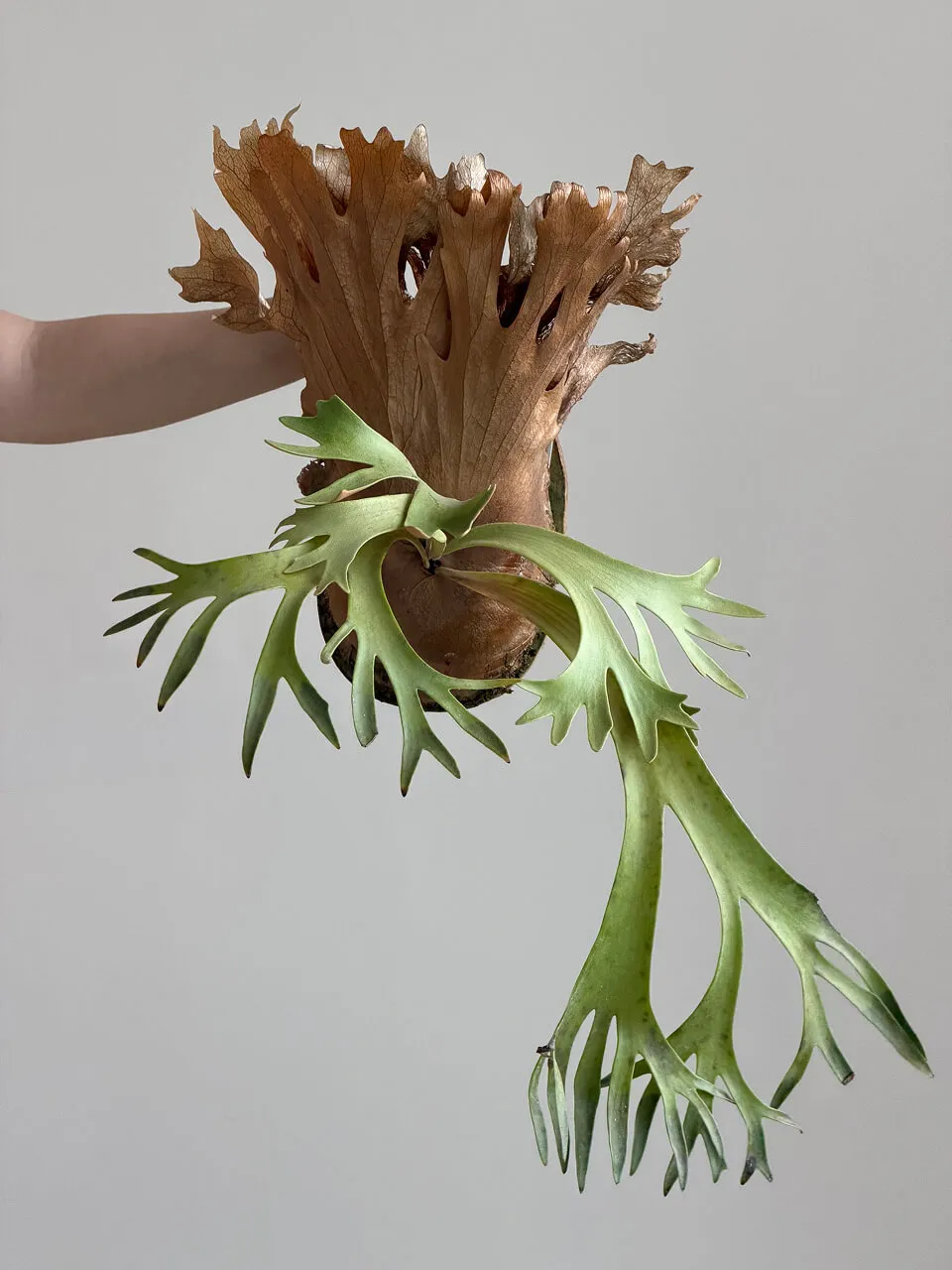 Staghorn fern from Febs