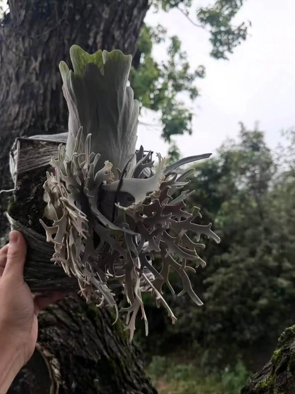 Staghorn fern from Awaves