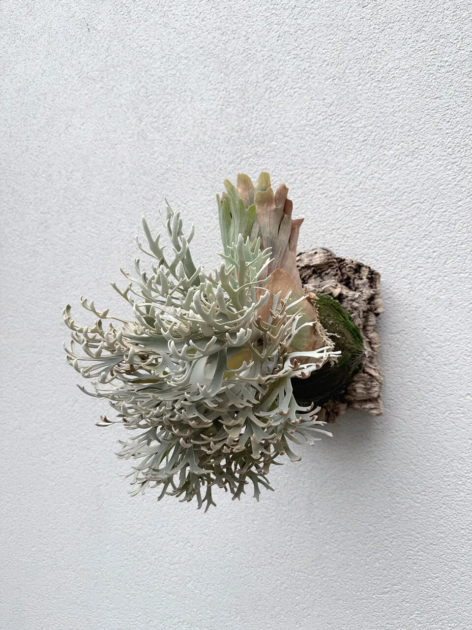 Staghorn fern from Potato