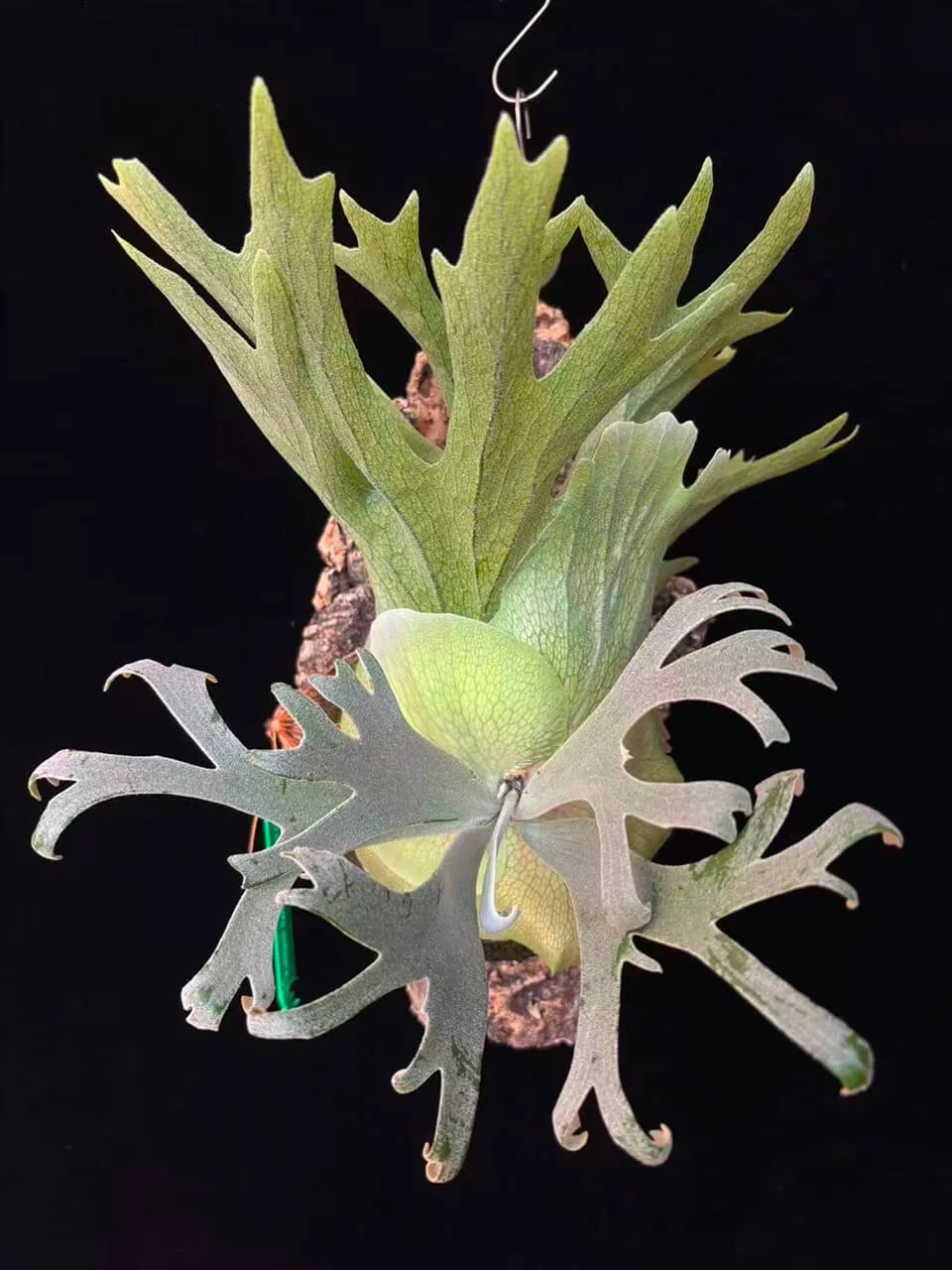 Staghorn fern from MiPlant