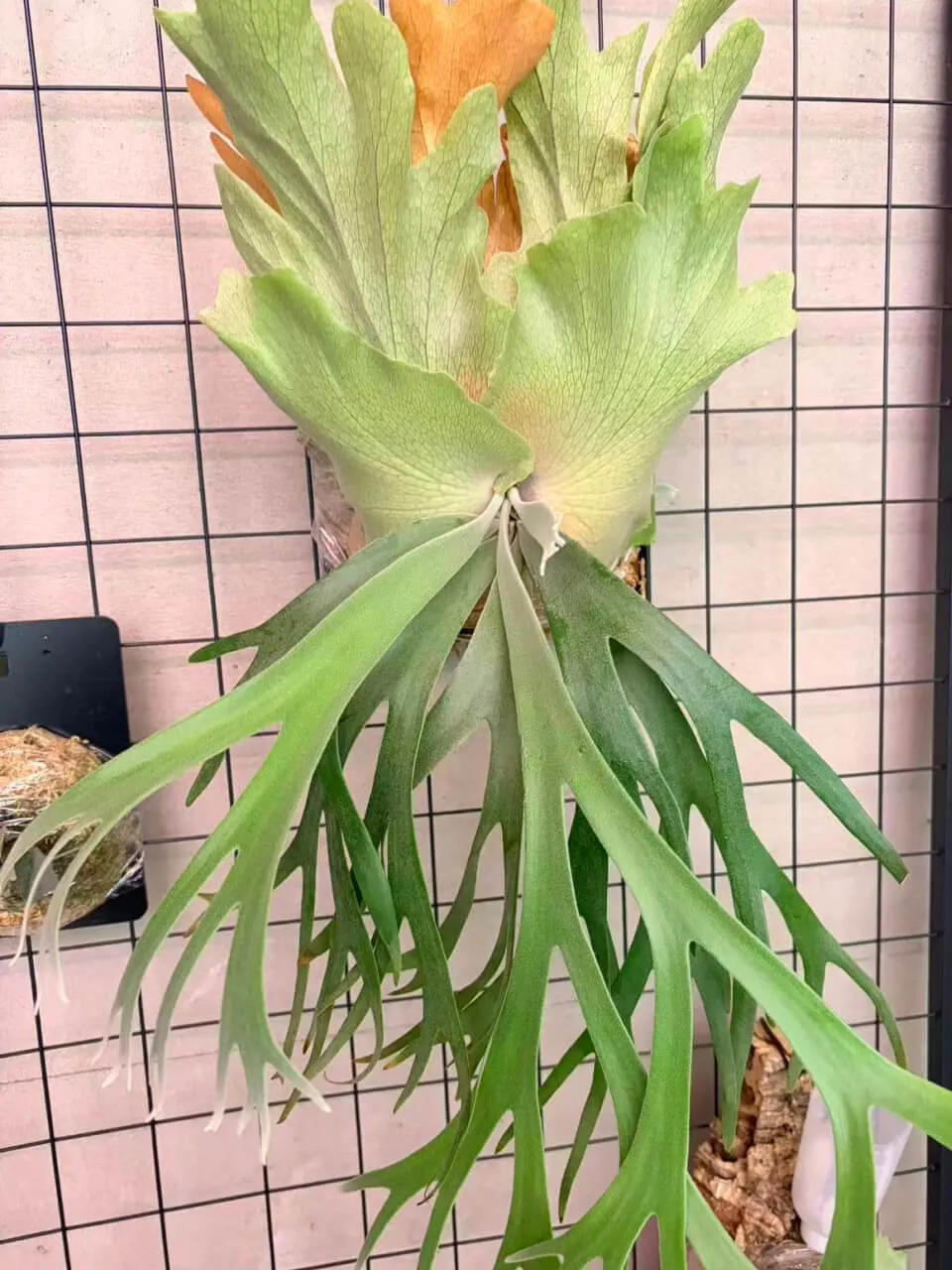 Staghorn fern from OneCatfish