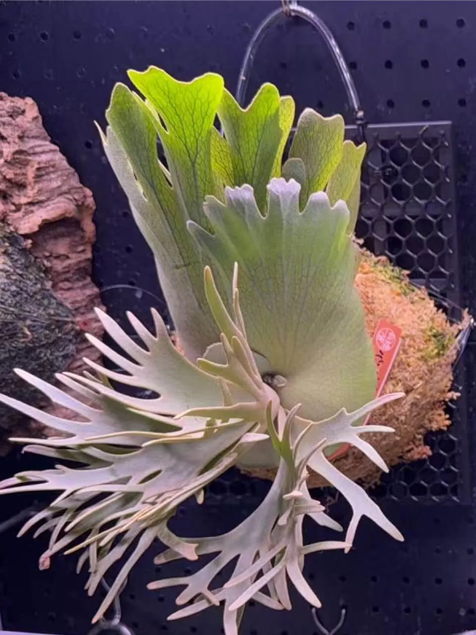Staghorn fern from BigHead