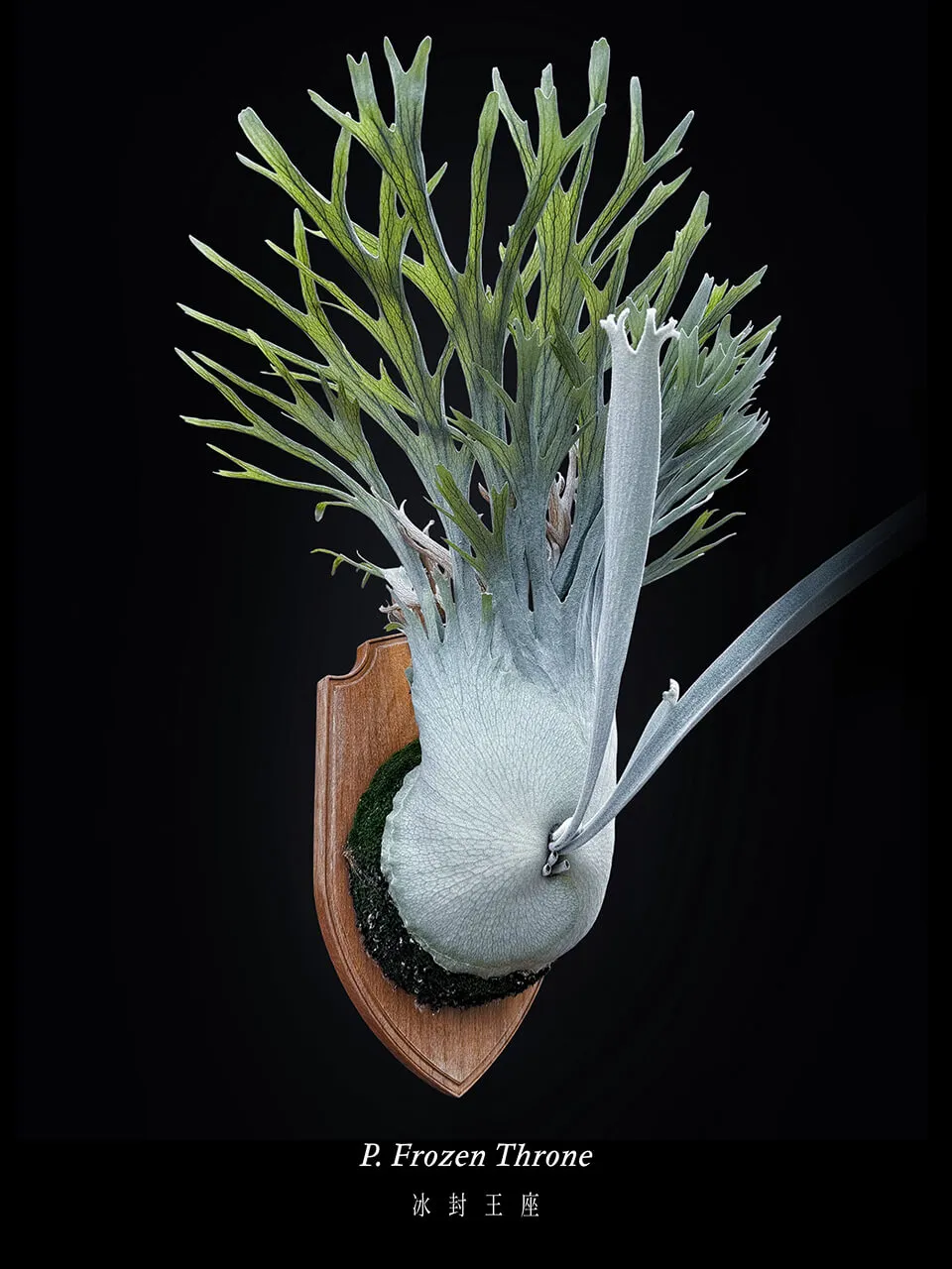 Staghorn fern from Anode Leaves