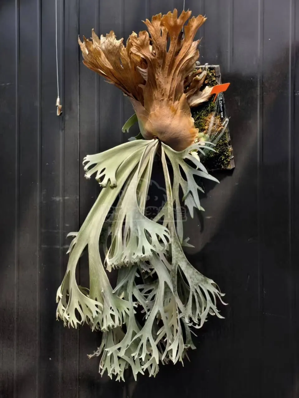Staghorn fern from TrulyMake