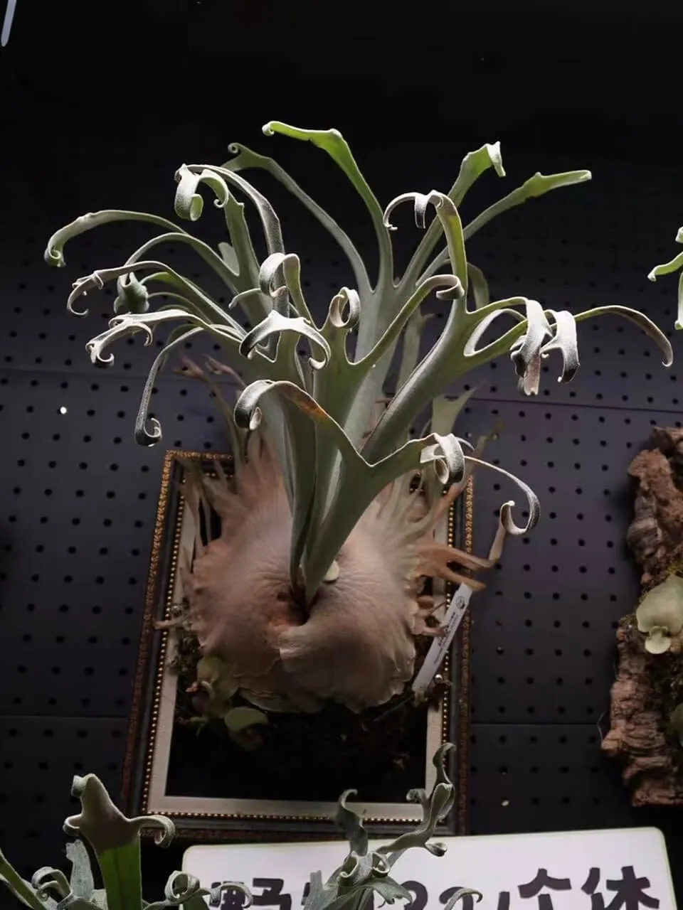 Staghorn fern from Jiye