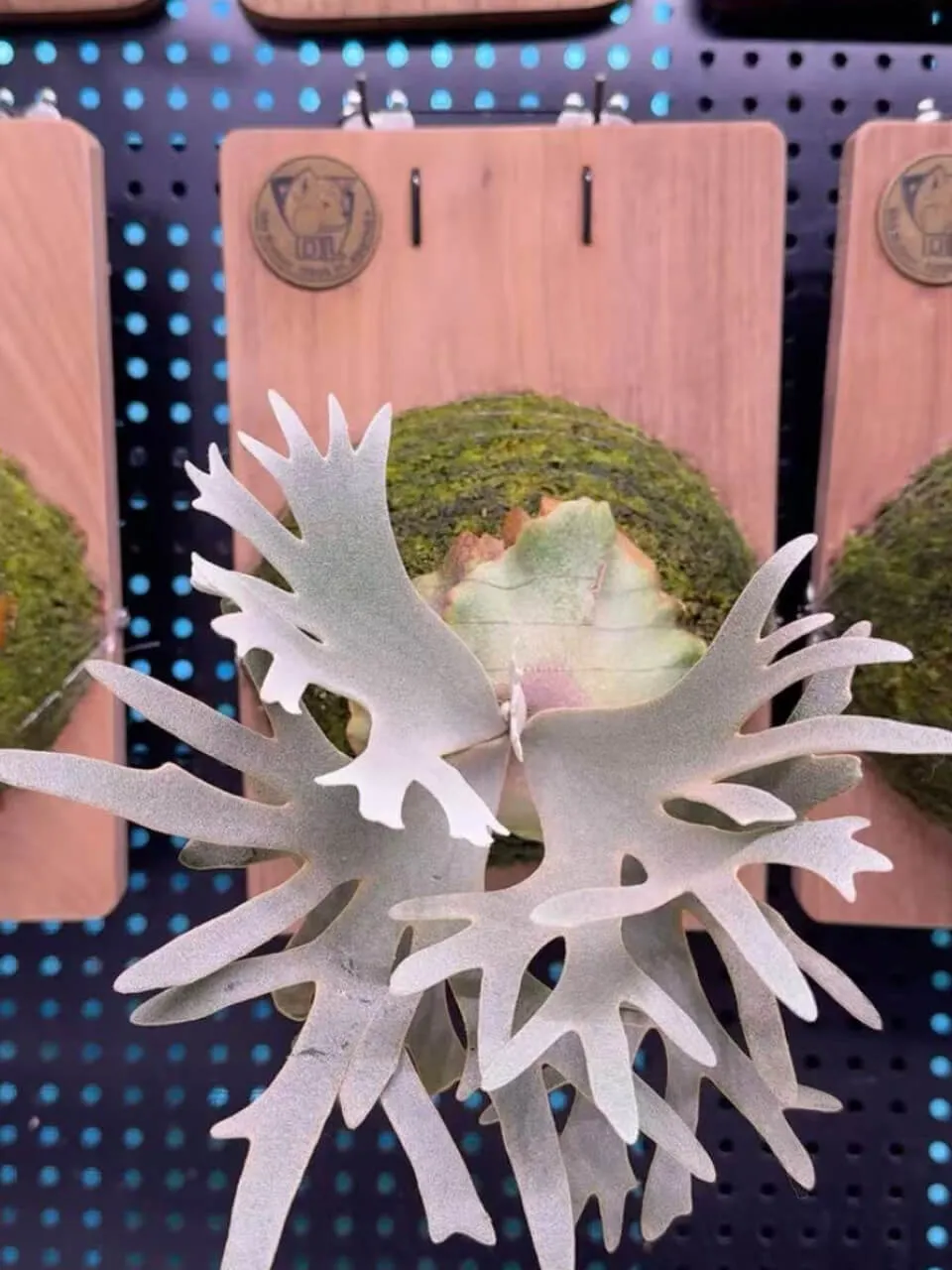 Staghorn fern from Starwood