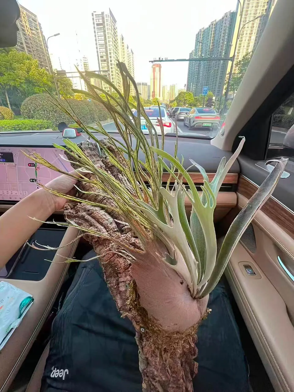 Staghorn fern from CatDeer