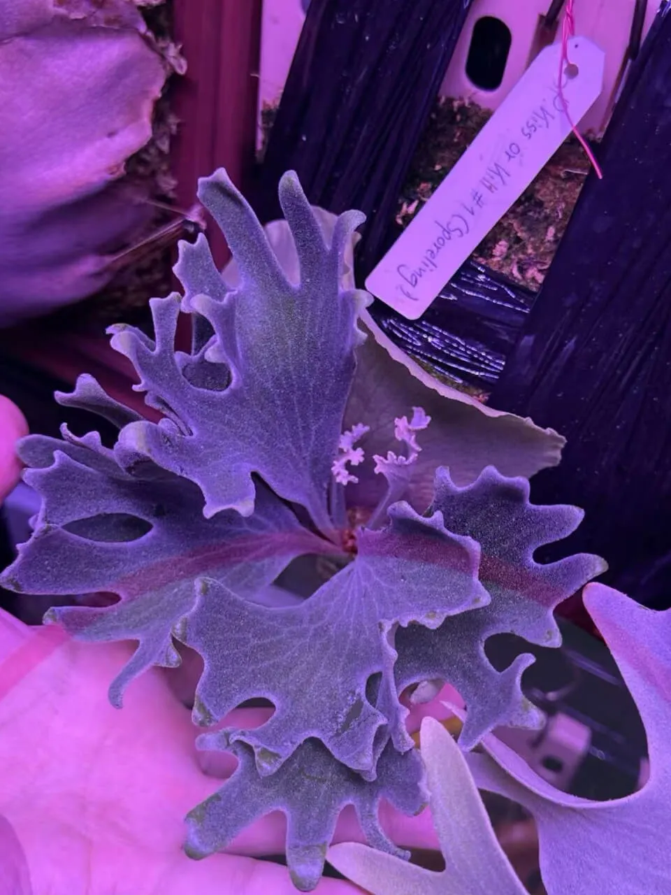 Staghorn fern from Noway Lab
