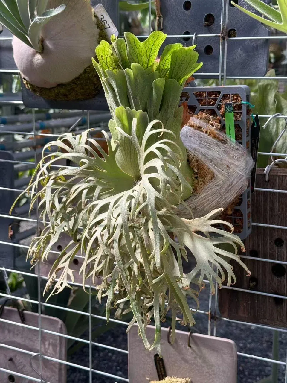 Staghorn fern from ELEP