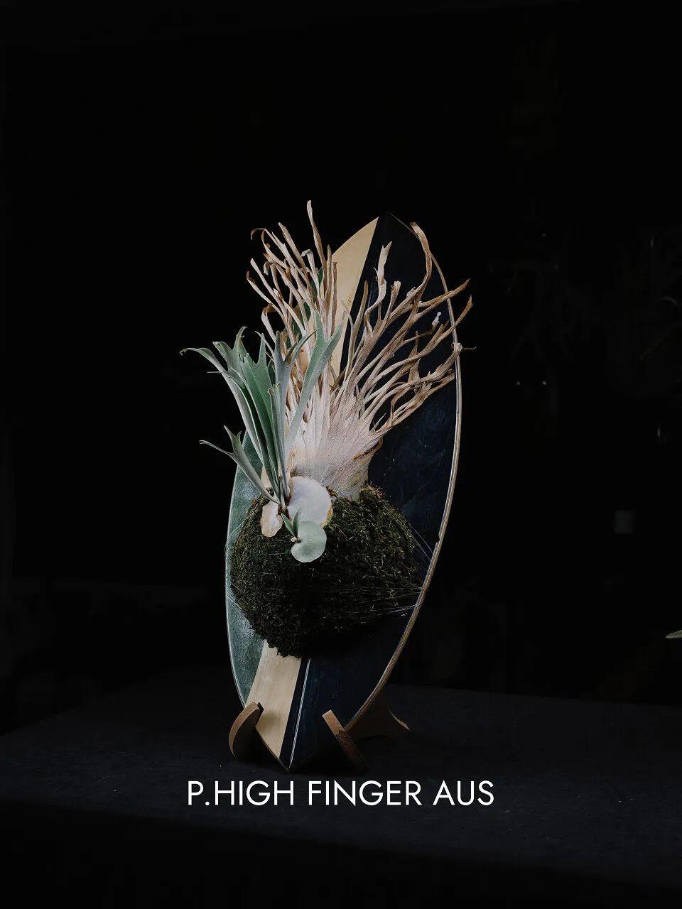 Staghorn fern from WATER CLUB
