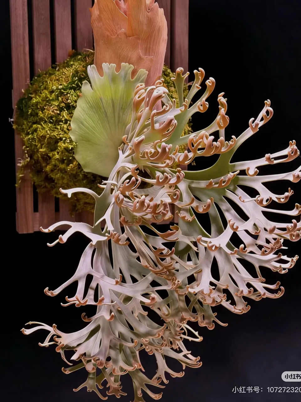 Staghorn fern from Potato