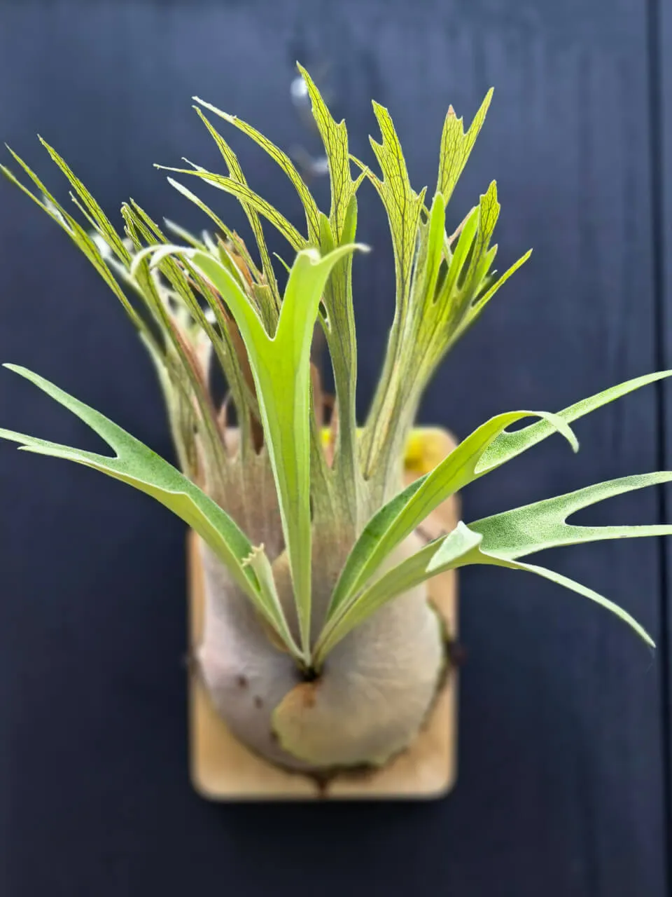 Staghorn fern from FL