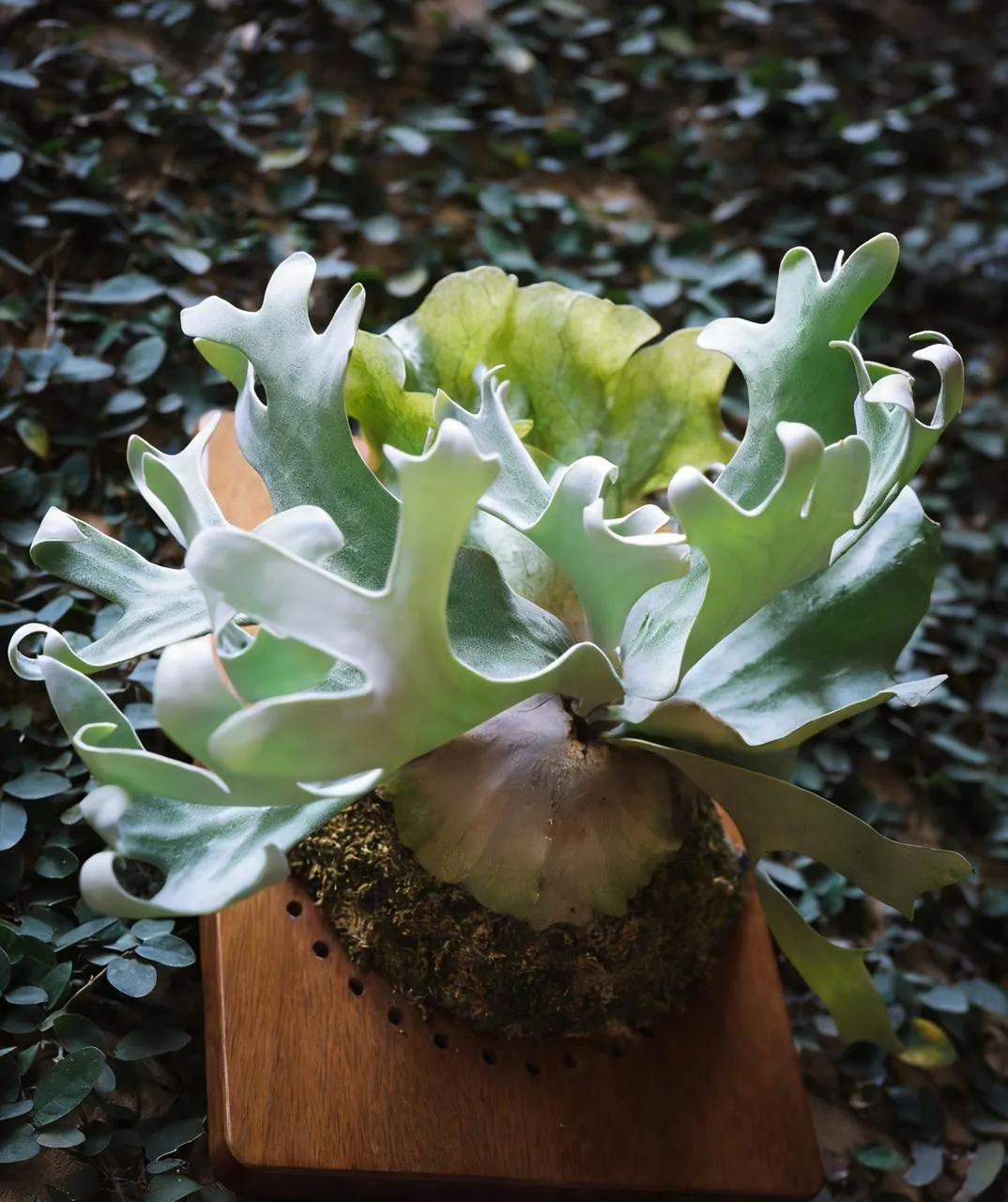 Staghorn fern from Za Dou Studio