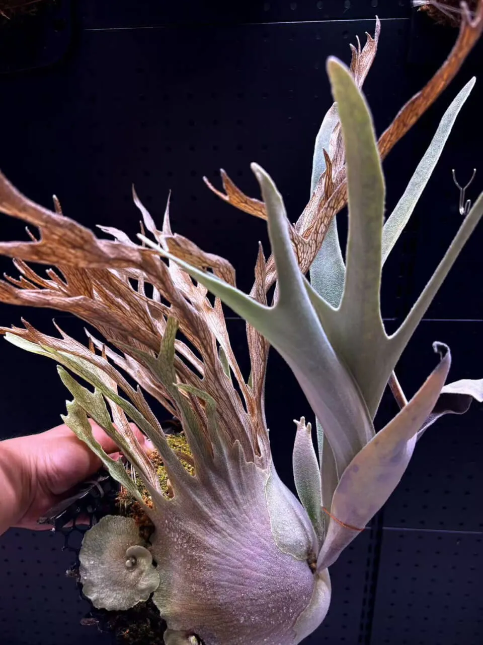 Staghorn fern from Antler Hunter Rosen