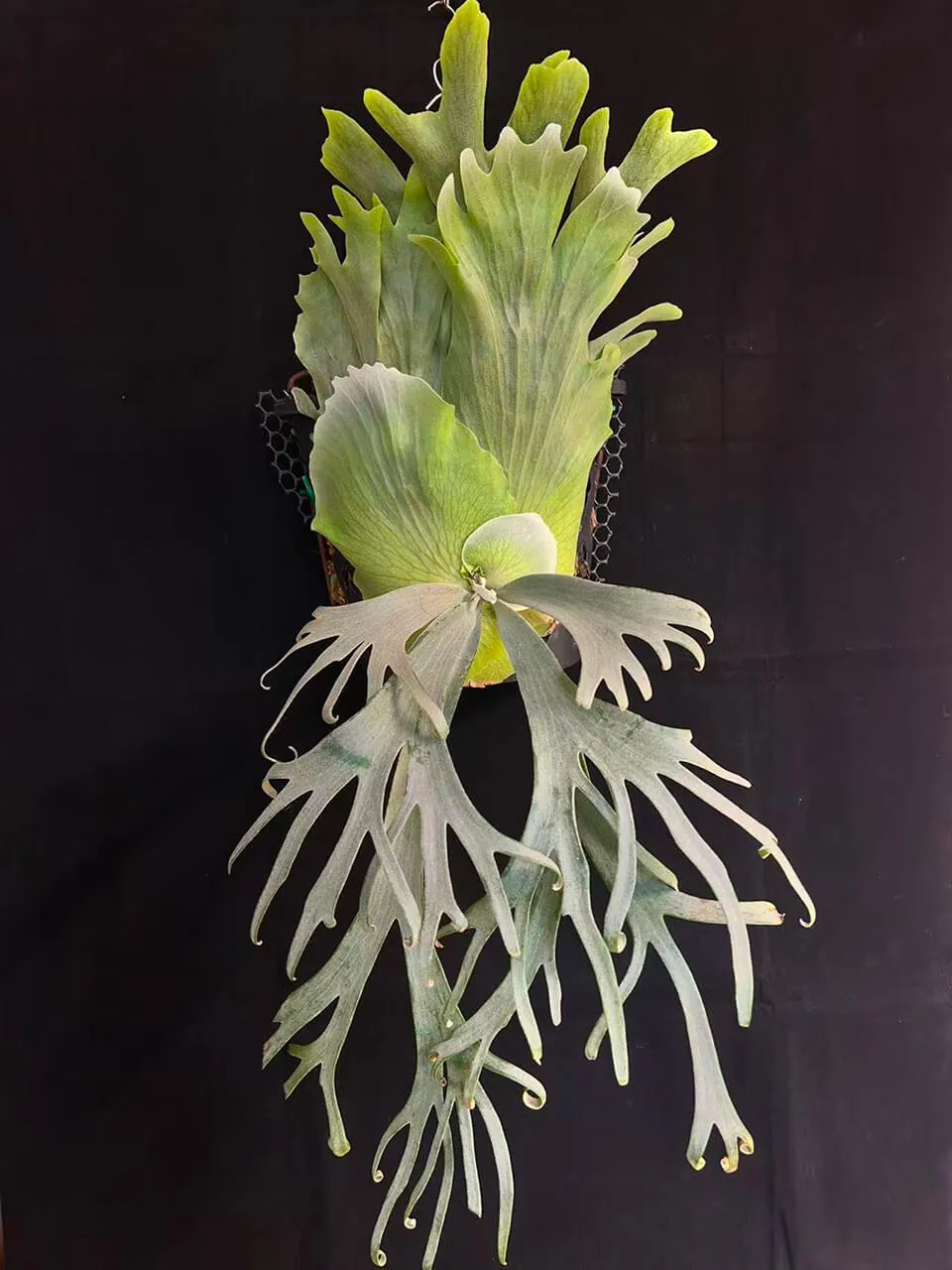 Staghorn fern from MiPlant