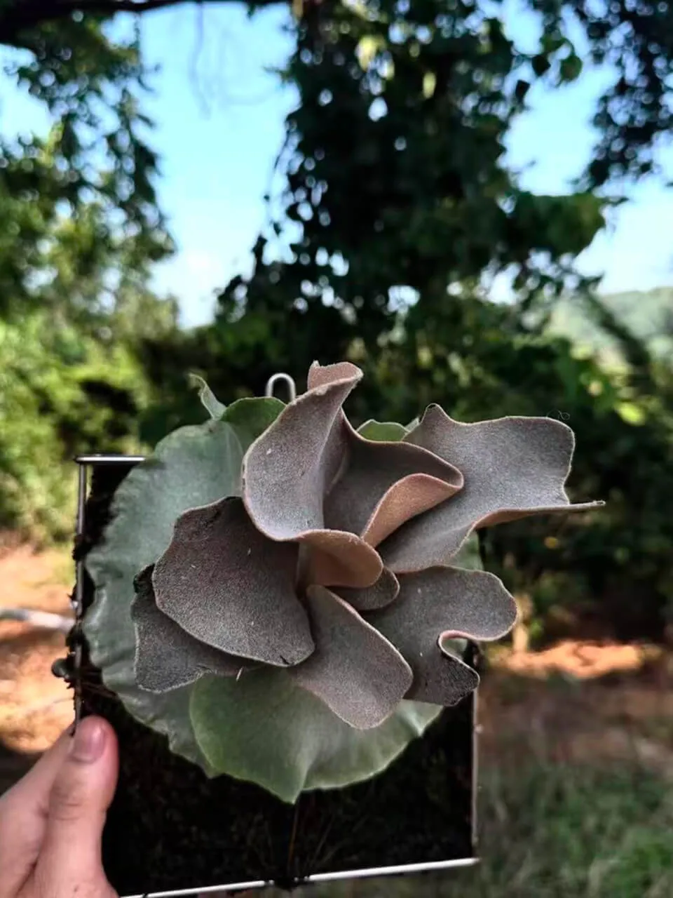 Staghorn fern from Awaves