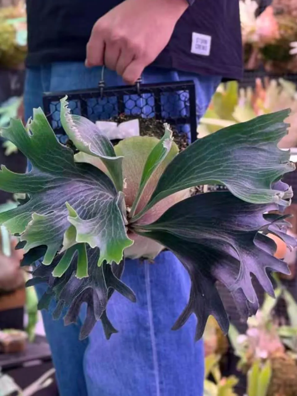 Staghorn fern from ClearAutumn13