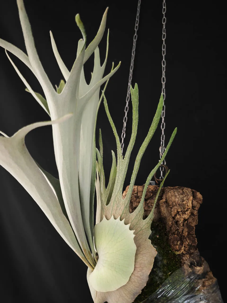 Staghorn fern from DuoDuo Fern