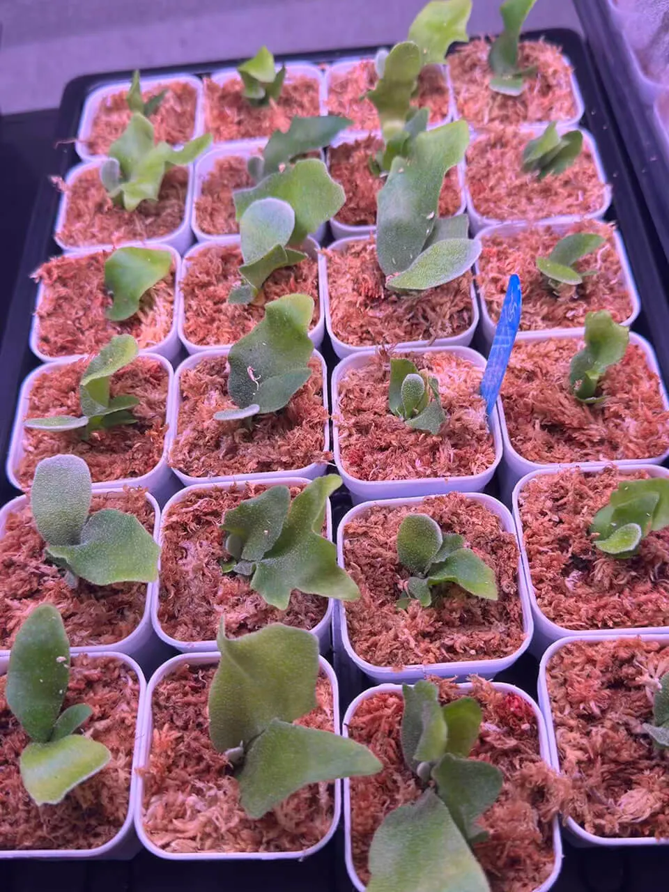 Staghorn fern from Febs