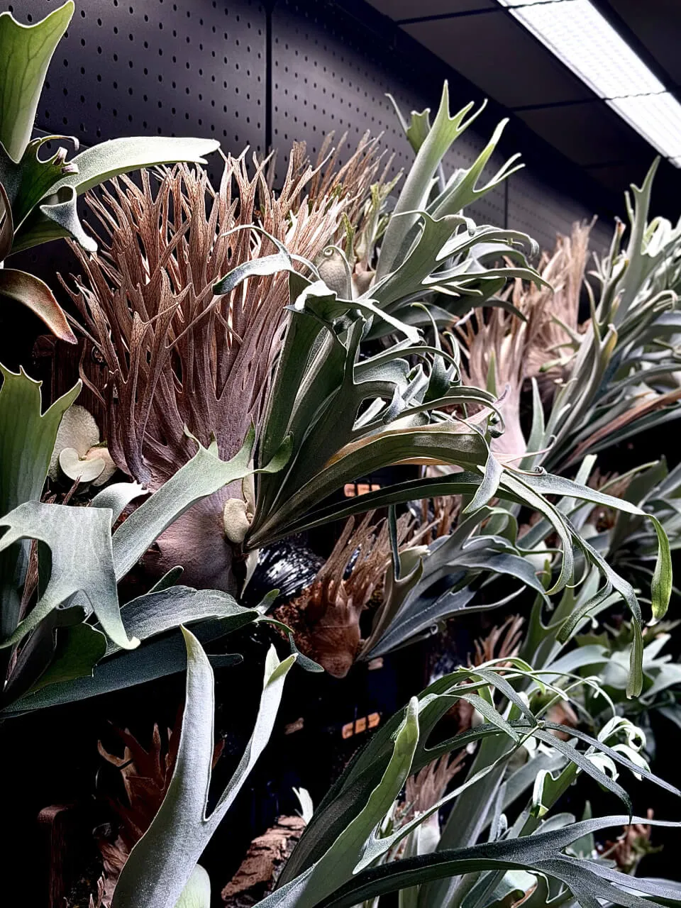 Staghorn fern from Oxygen Up