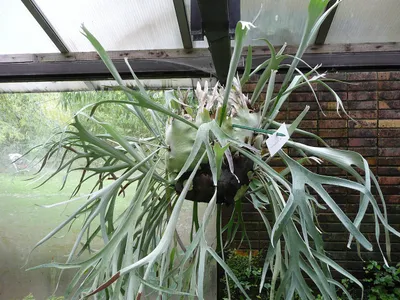Platycerium Alcicorne Care: Africa vs Madagascar Forms
