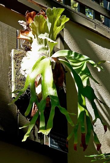 Andean Staghorn