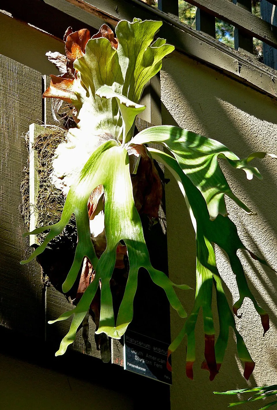American Staghorn