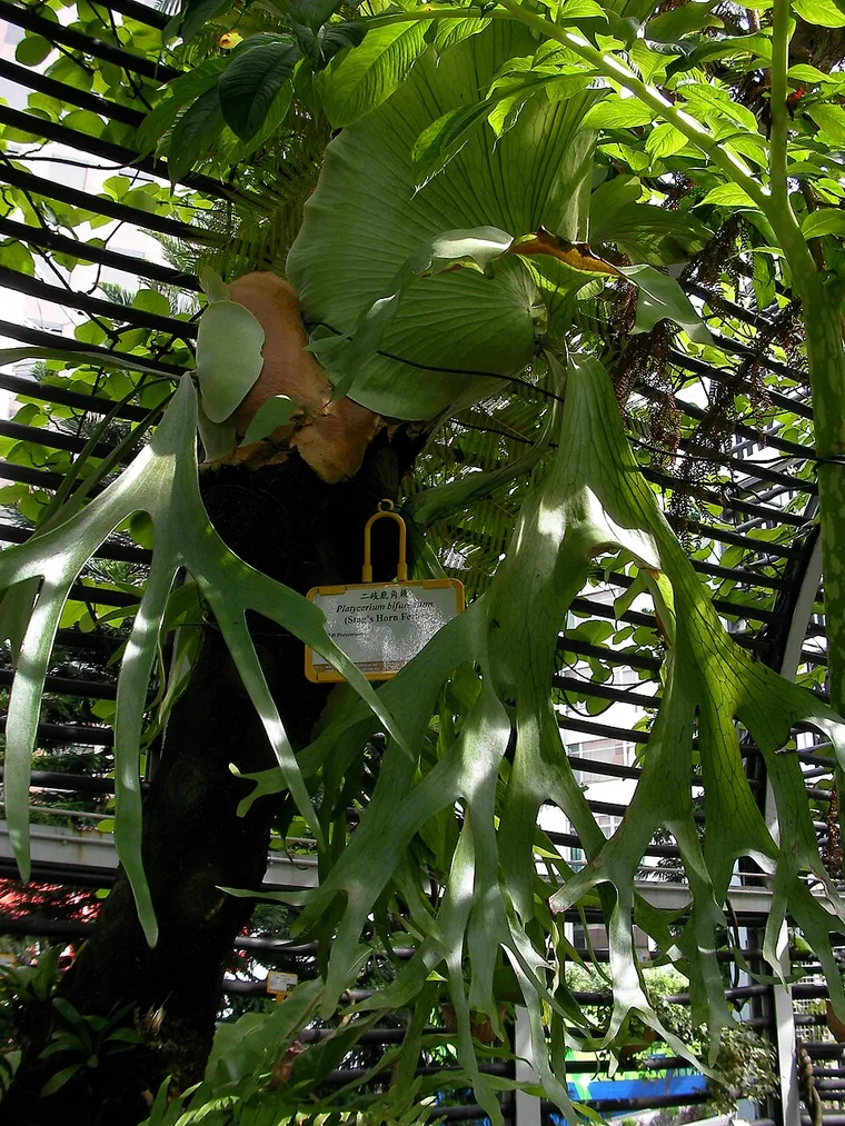 ビカクシダの水やり頻度：板付け・鉢植え・季節別の完全スケジュール