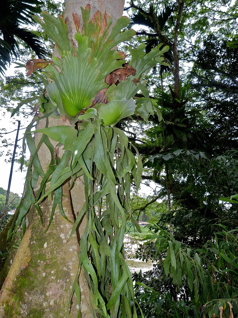 Crown Staghorn