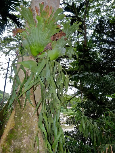 All 18 Platycerium Species: The Complete Staghorn Fern Species Guide