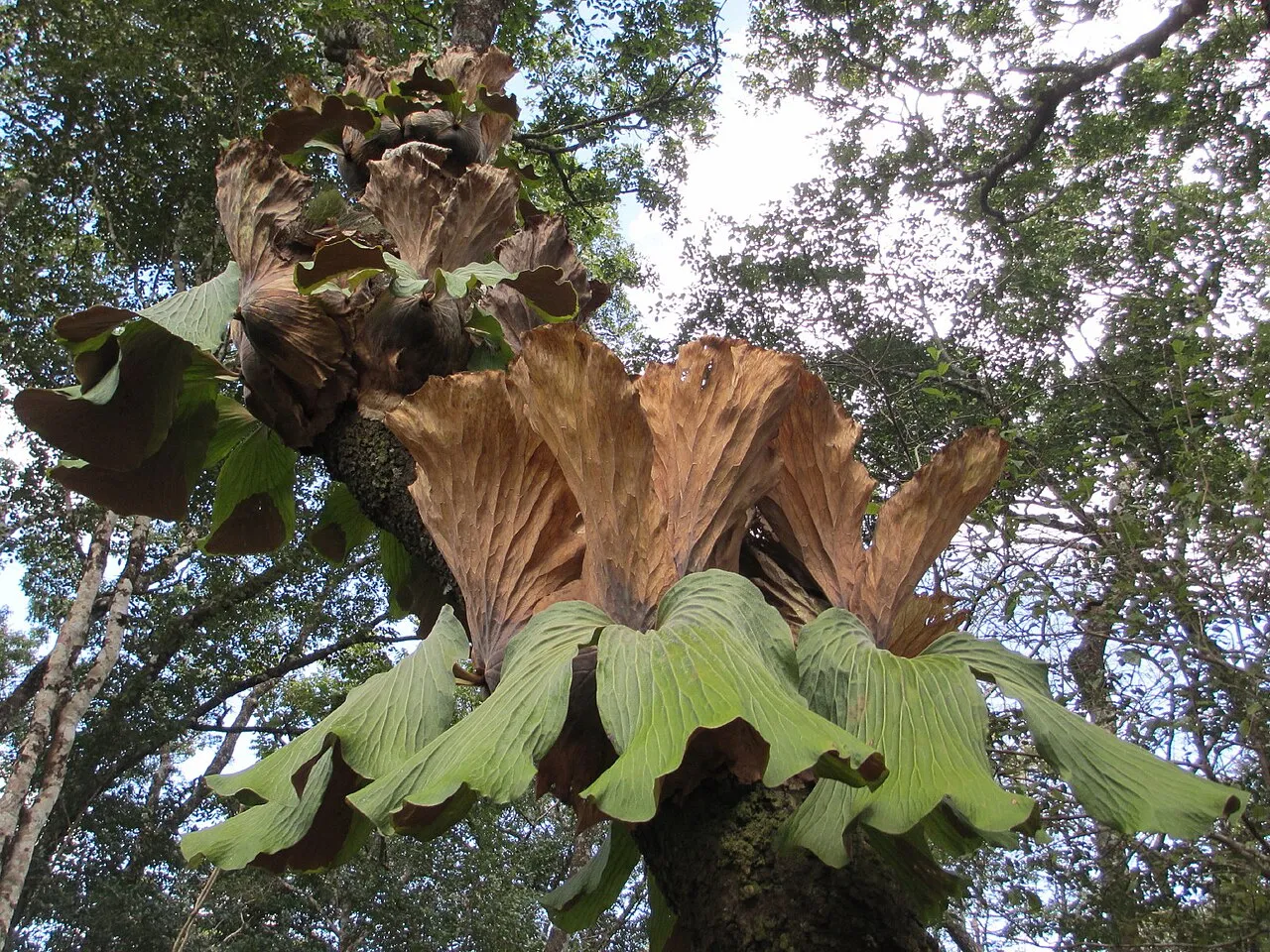 Elephant Ear Staghorn