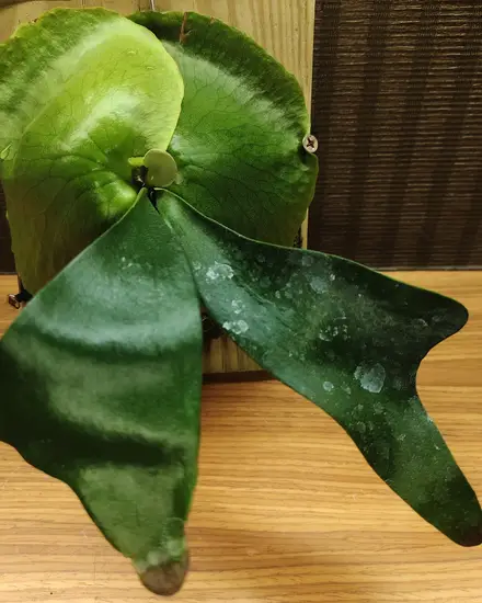 Ellis's Staghorn