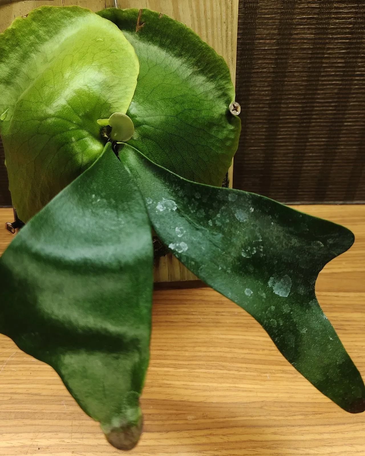 Ellis's Staghorn