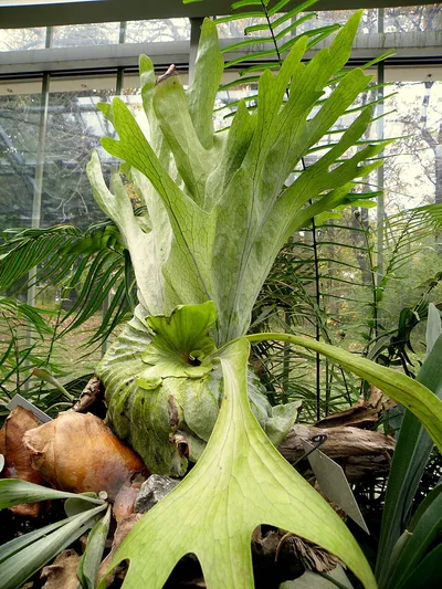 Giant Staghorn