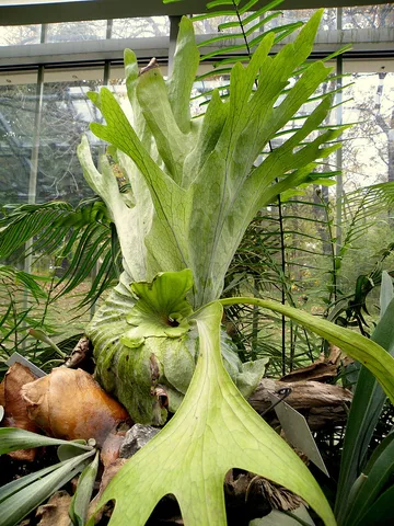 Giant Staghorn