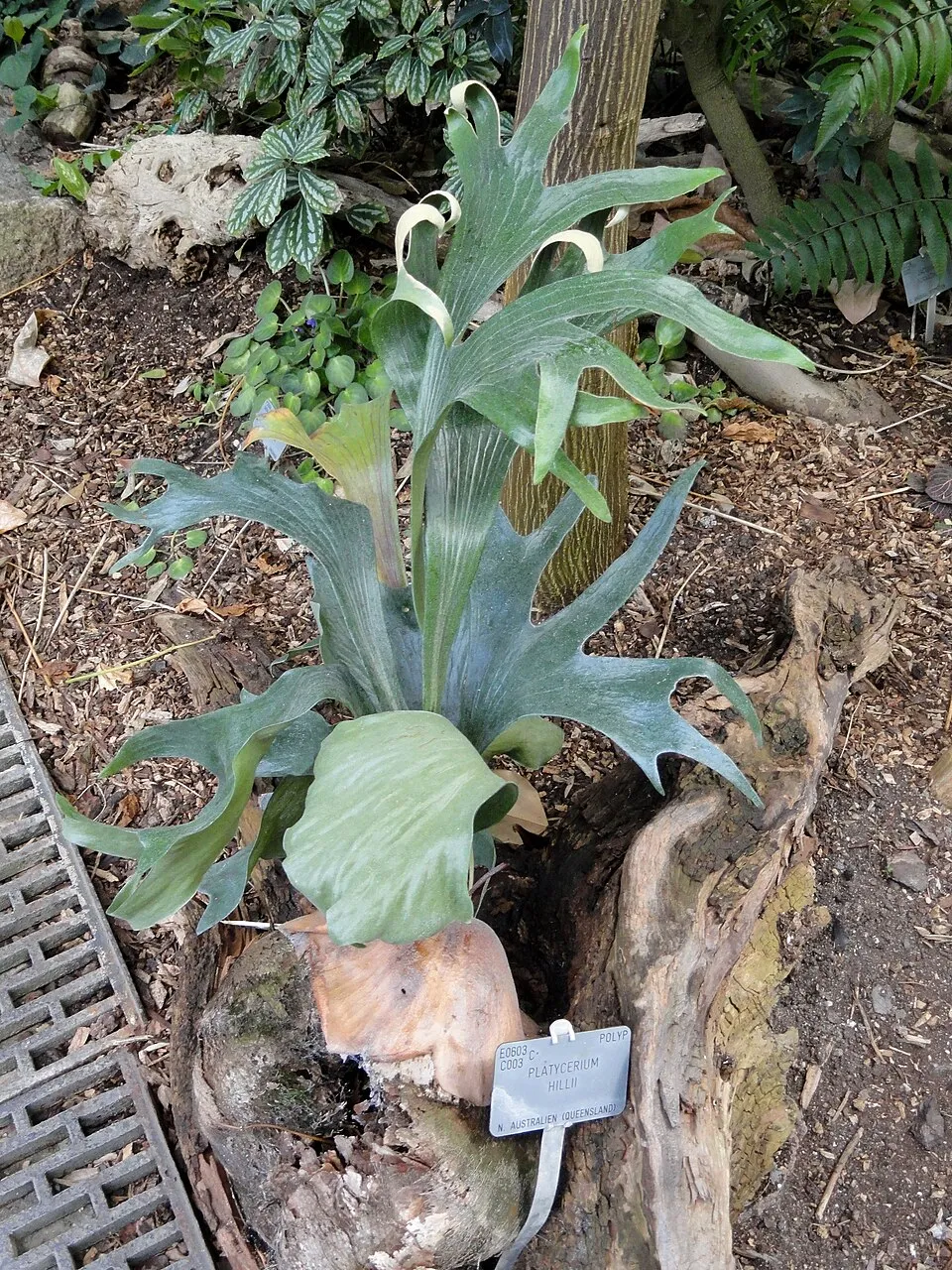 Hill's Staghorn