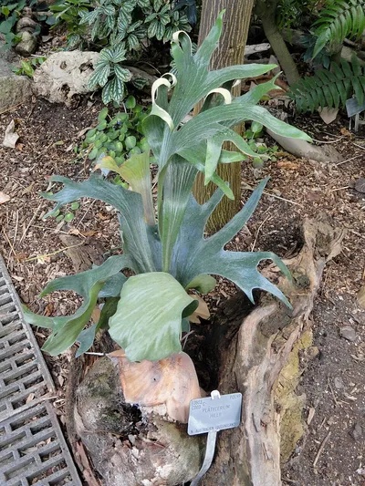 Green Staghorn