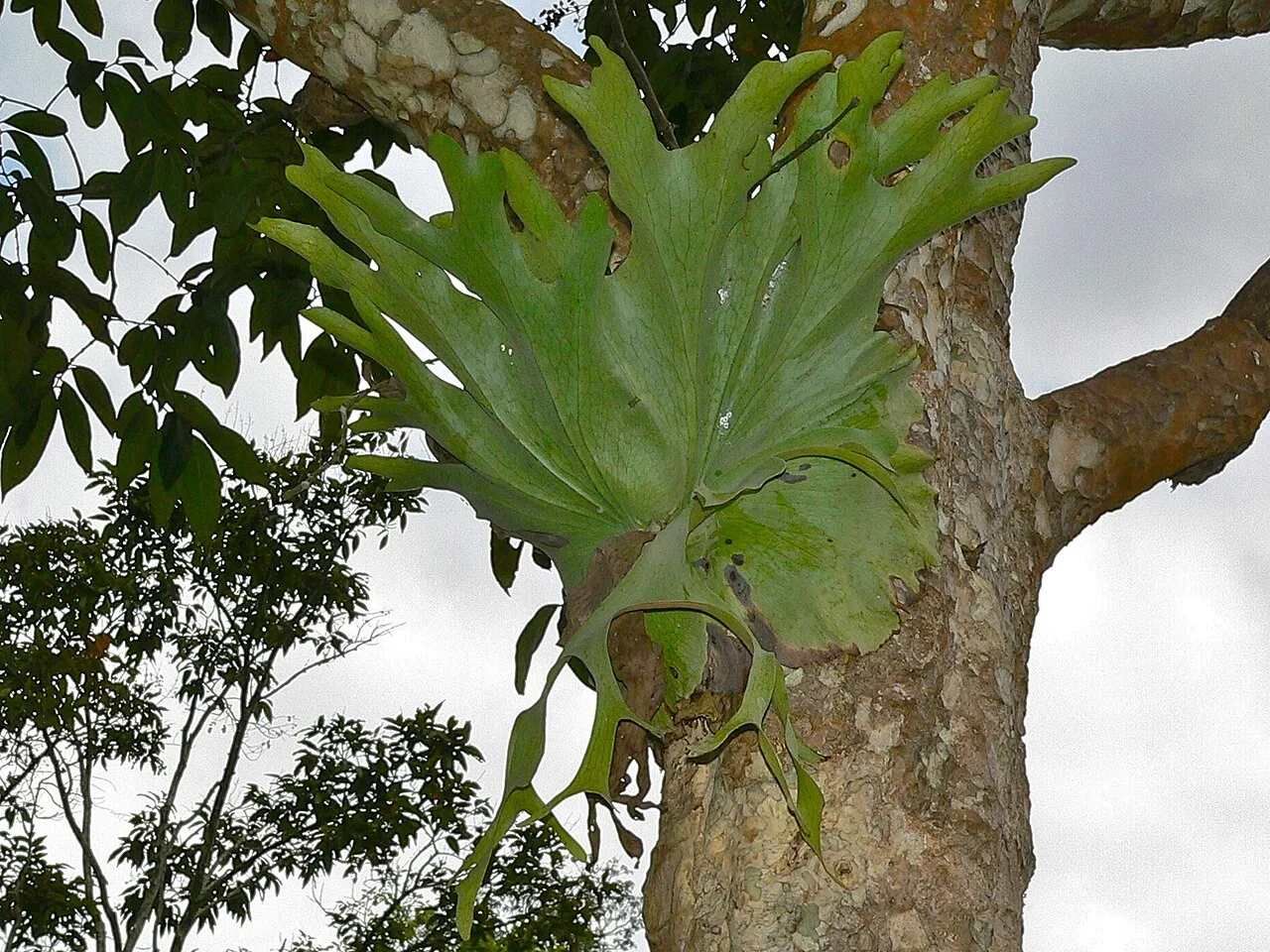 Holttum's Staghorn
