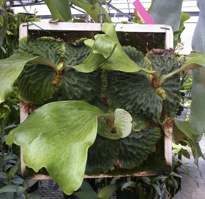Madagascar Staghorn