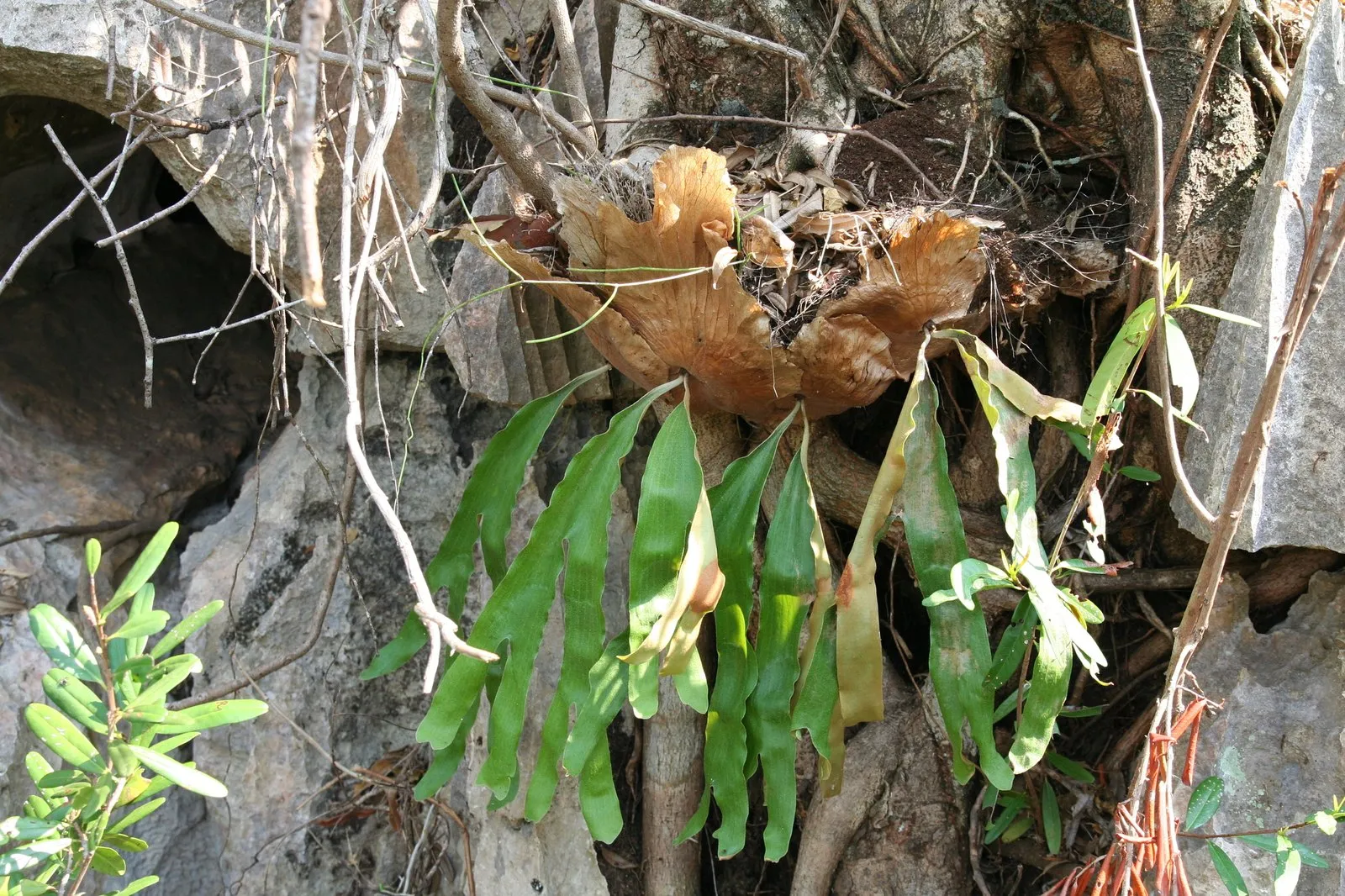Four-Fork Staghorn