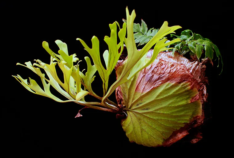 Ridley's Staghorn