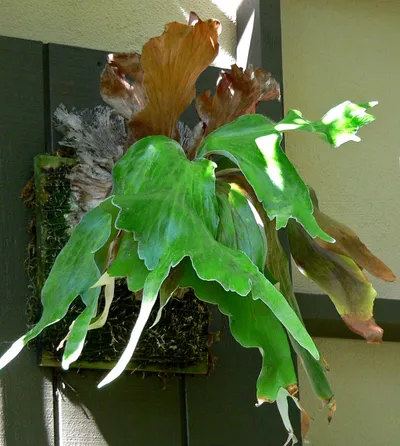 Triangle Staghorn