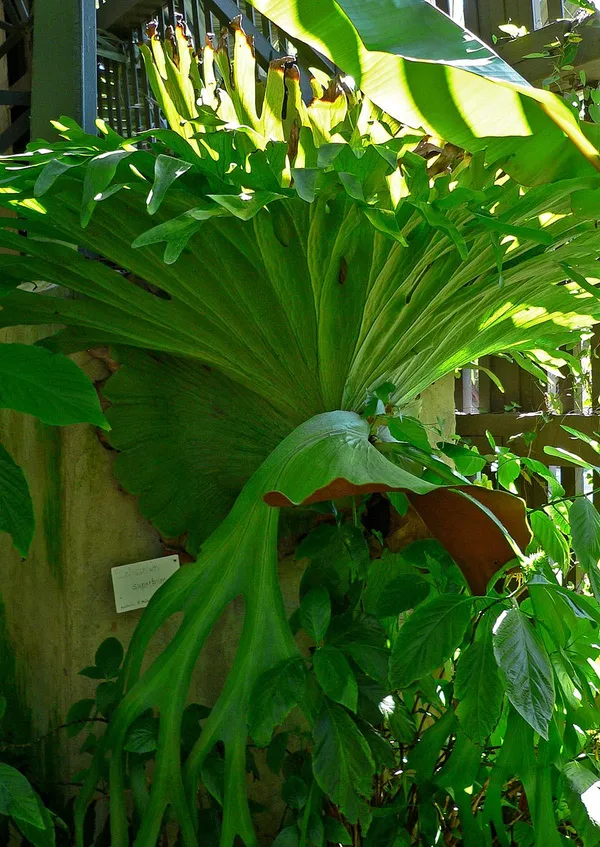 Staghorn Fern Common Names: Moosehorn Is Superbum, Elkhorn Is Bifurcatum