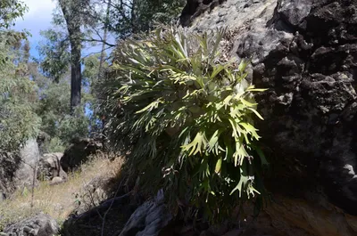 Staghorn Fern Turning Yellow: Causes & Fixes (Summer Guide)