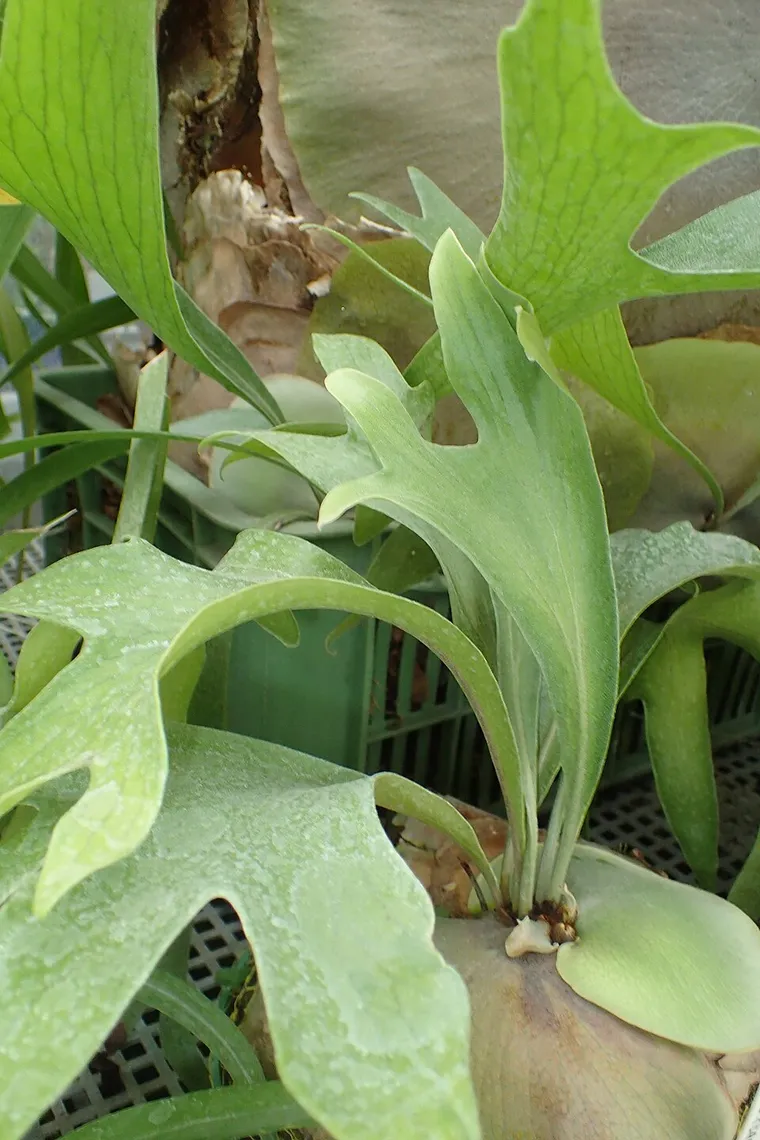 Butterfly Staghorn