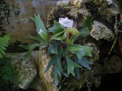 Queen Staghorn