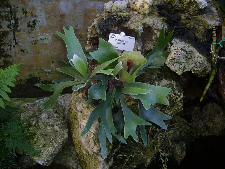Queen Staghorn