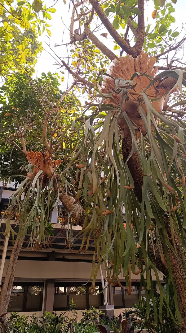 Staghorn Fern Light Requirements: How Much Light & Direct Sun They Need